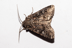 Ichneutica lithias