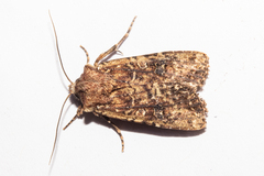 Ichneutica morosa