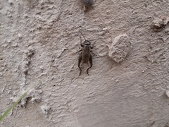 Melanogryllus desertus