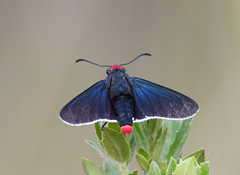 Mysoria barcastus