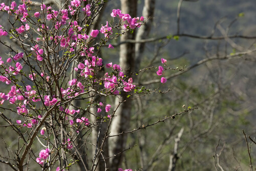 Bougainvillea peruviana, photograph 6