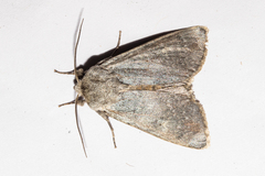 Ichneutica nobilia
