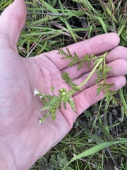 Eucrypta chrysanthemifolia
