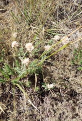 Gomphrenoideae