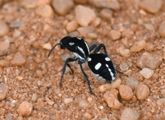 Traumatomutilla vidua