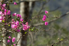 Bougainvillea peruviana, photograph (c) Thibaud Aronson, some rights reserved (CC BY-SA)