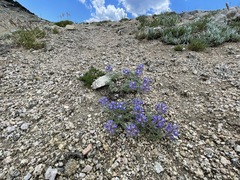 Lupinus breweri breweri