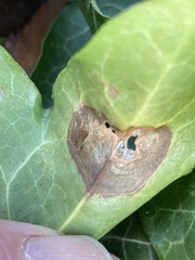 Colletotrichum trichellum