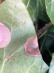 Colletotrichum trichellum