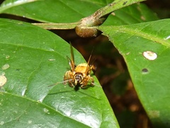 Agriocoris flavipes
