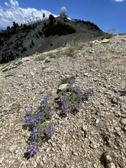 Lupinus breweri breweri