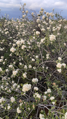 Ceanothus crassifolius