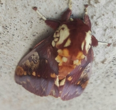 Citheronia phoronea