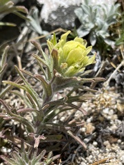 Castilleja arachnoidea