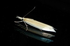Orocrambus angustipennis