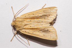 Ichneutica semivittata