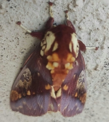 Citheronia phoronea