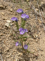 Phacelia linearis
