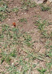 Zephyranthes tubispatha