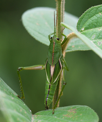 Staleochlora viridicata