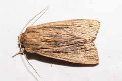 Ichneutica steropastis