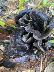 Craterellus calicornucopioides