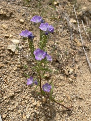 Phacelia linearis