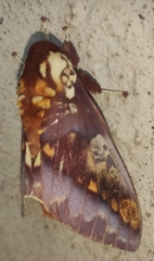 Citheronia phoronea