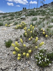 Castilleja arachnoidea