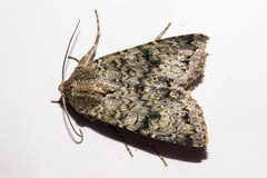 Ichneutica virescens