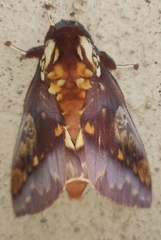 Citheronia phoronea