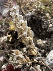 Castilleja arachnoidea
