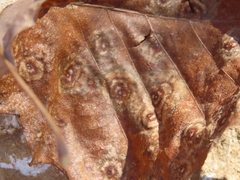 Cristulariella