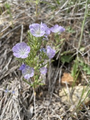 Phacelia linearis