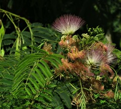 Albizia julibrissin