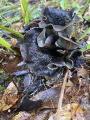 Craterellus calicornucopioides