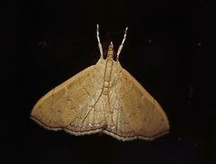 Hyalobathra crenulata