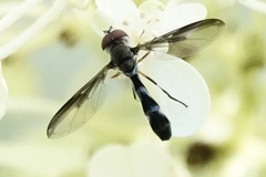 Pelecinobaccha costata