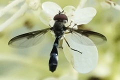 Pelecinobaccha costata
