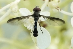 Pelecinobaccha costata