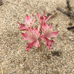 Alstroemeria hookeri maculata