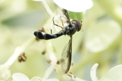 Pelecinobaccha costata