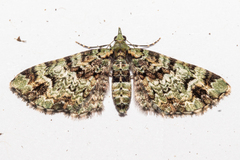 Pasiphila bilineolata