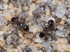 Pheidole metallescens