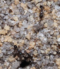 Pheidole metallescens