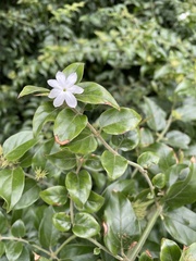 Jasminum multiflorum