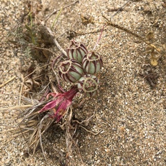 Alstroemeria hookeri maculata