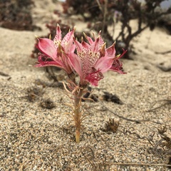 Alstroemeria hookeri maculata
