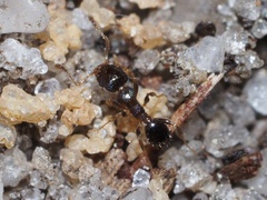 Pheidole metallescens