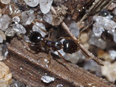 Pheidole metallescens
